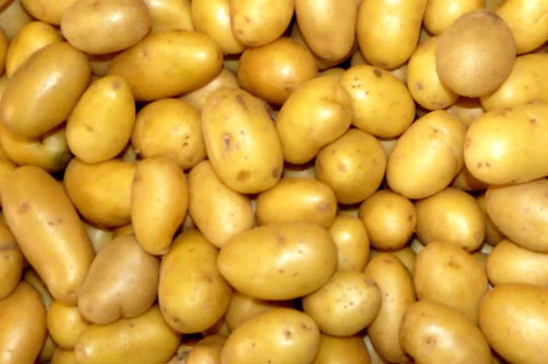 pomme de terre Twister