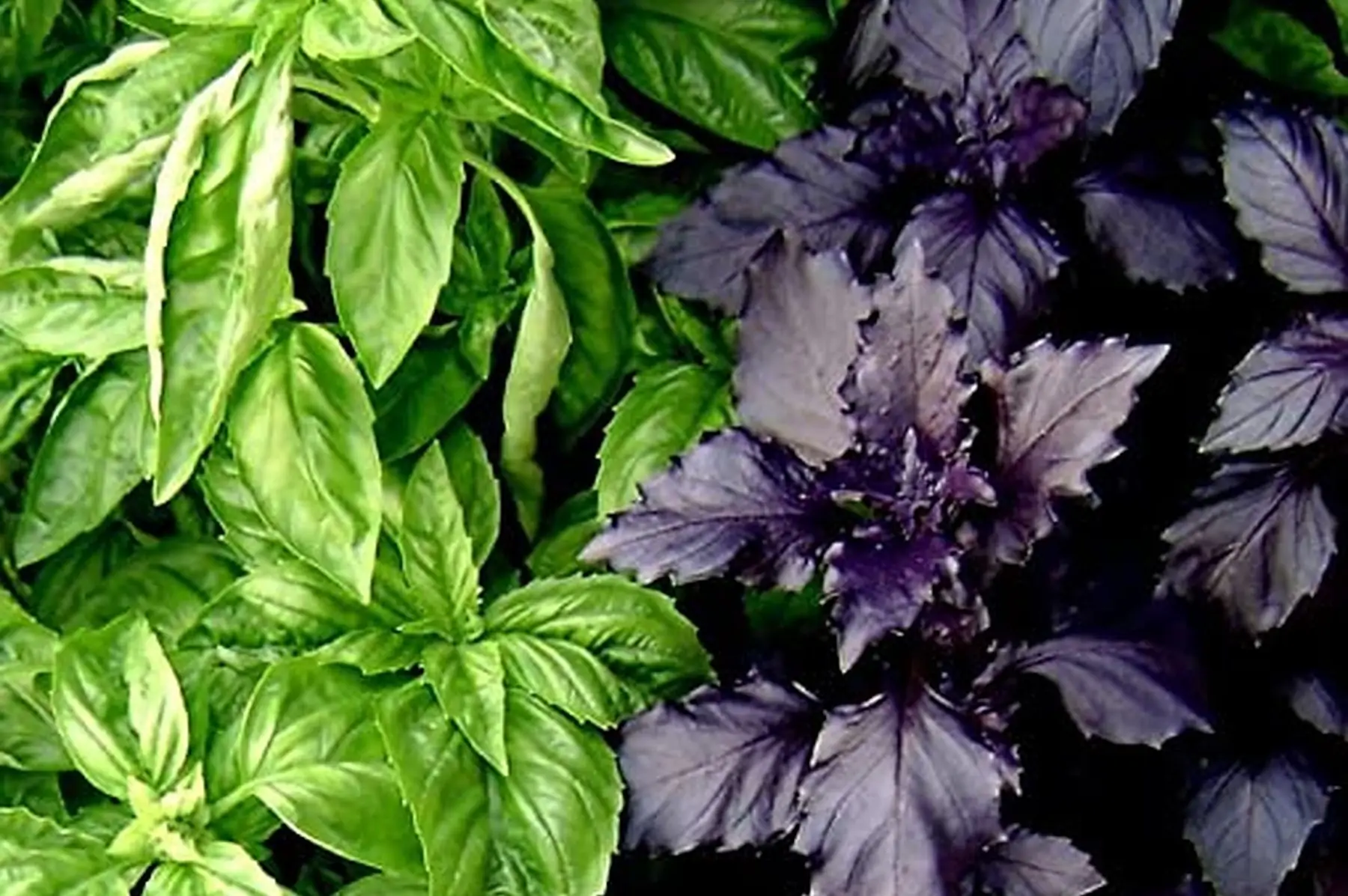 basilic vert, pourpre , citron, cannelle