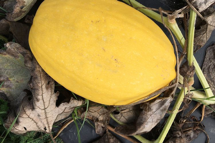 courge spaghetti