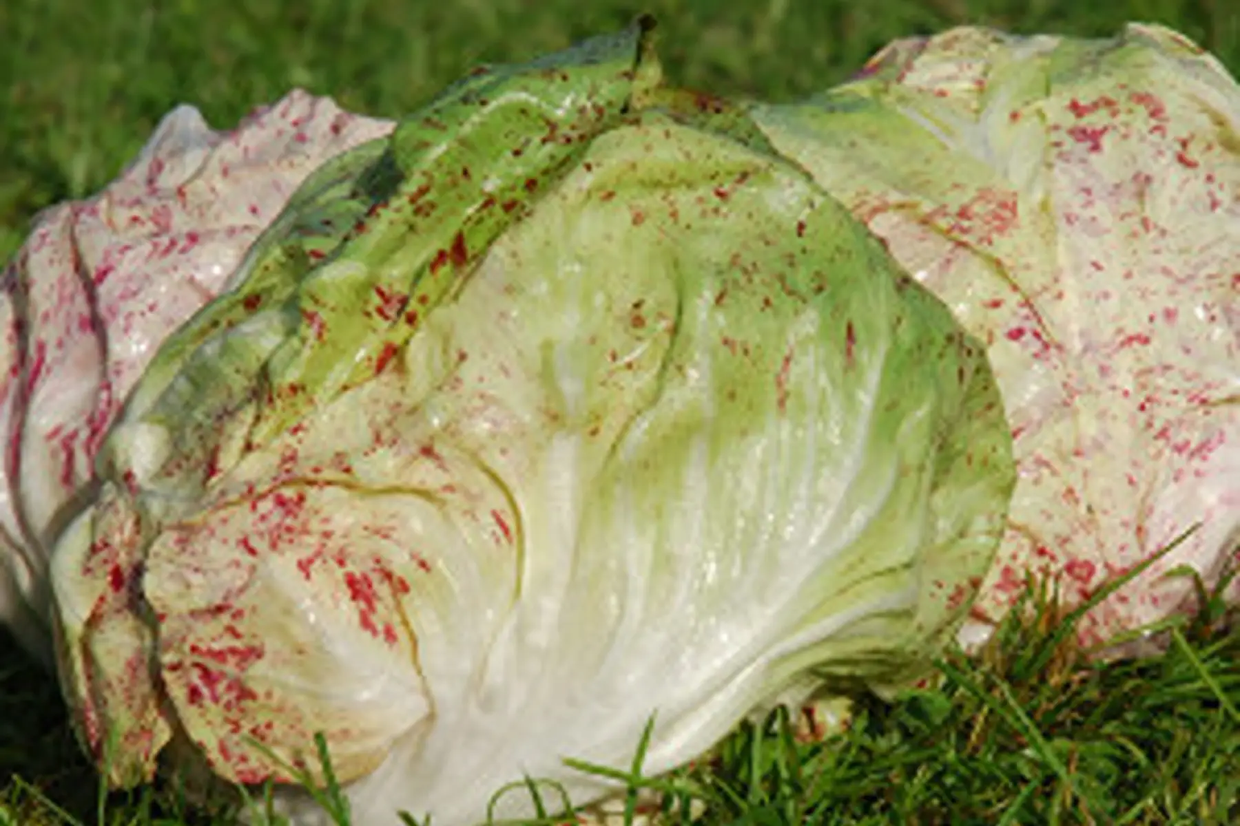 chicorée piavé médio