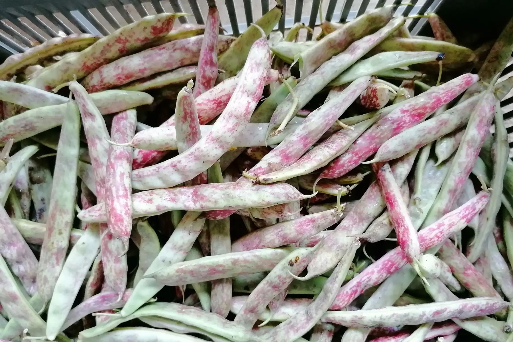 promo haricots demi sec à écosser