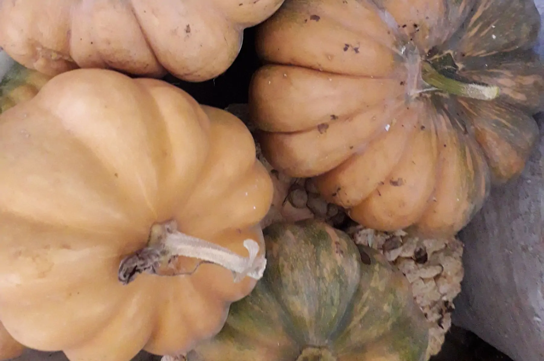 courge mini musquée de provence