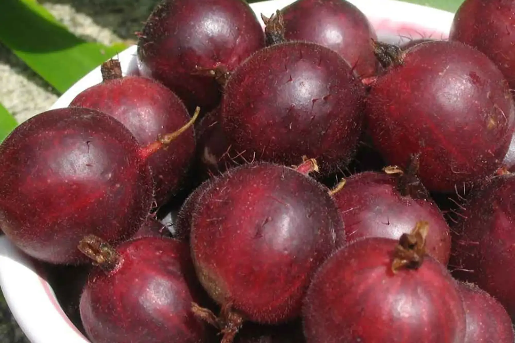 groseilles à maquereaux