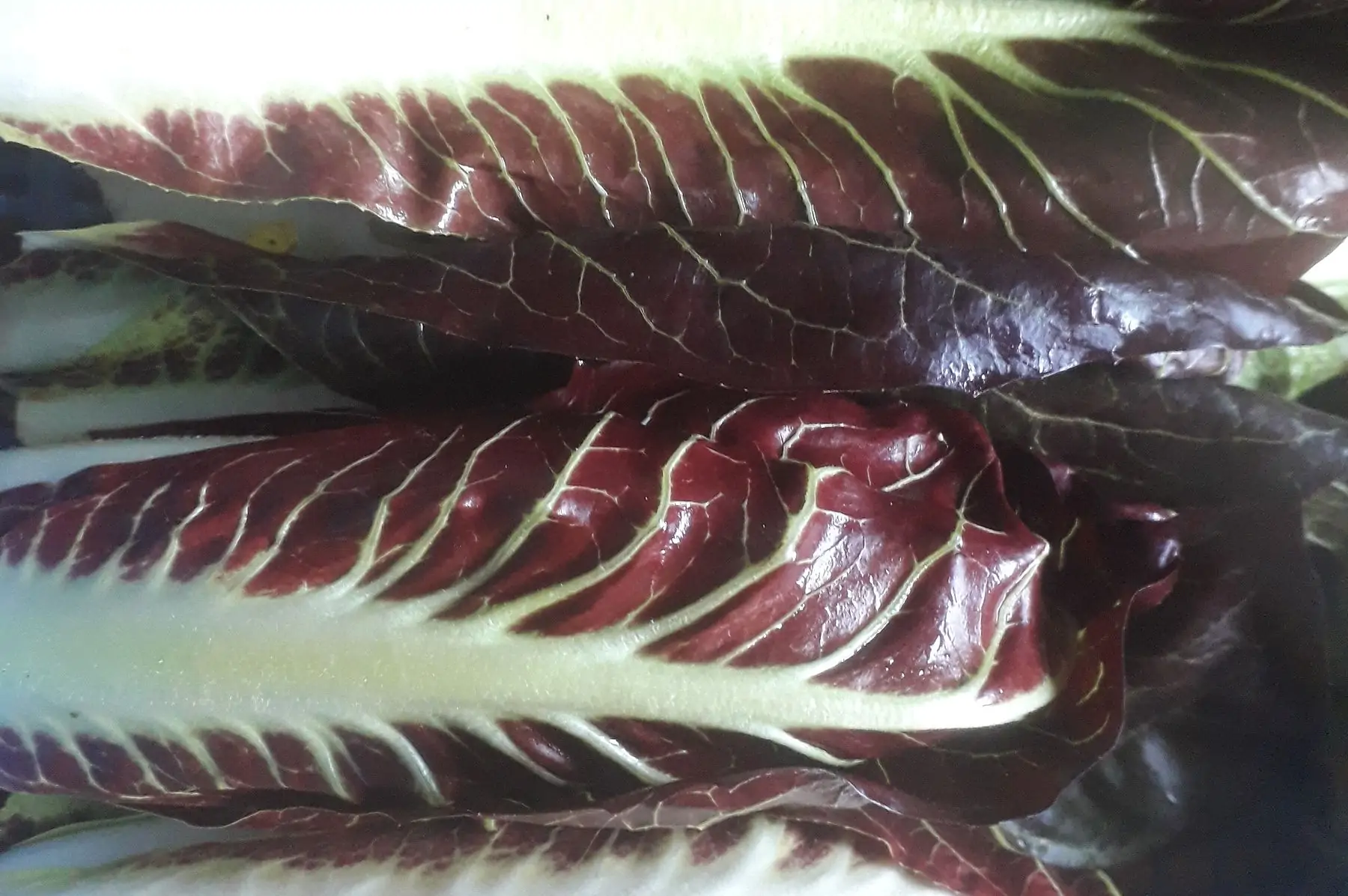 chicorée trévise rouge