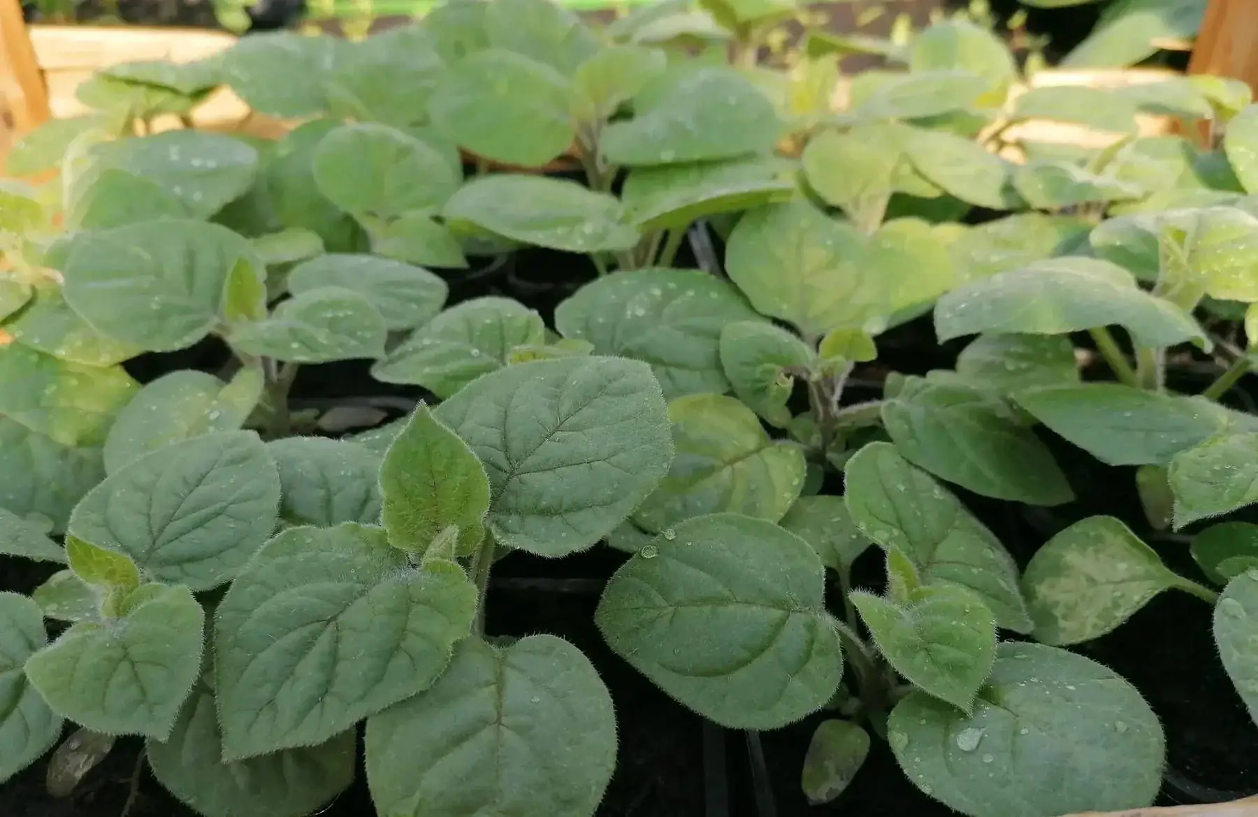 plant de physalis (précommande et retrait s18 ou 19 selon si gel annoncé)