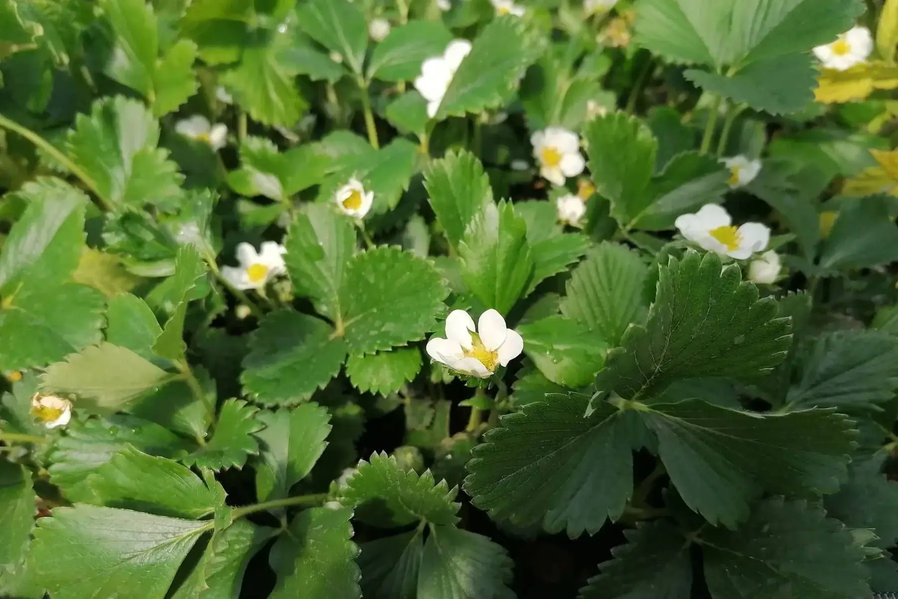 plant de fraisier charlotte