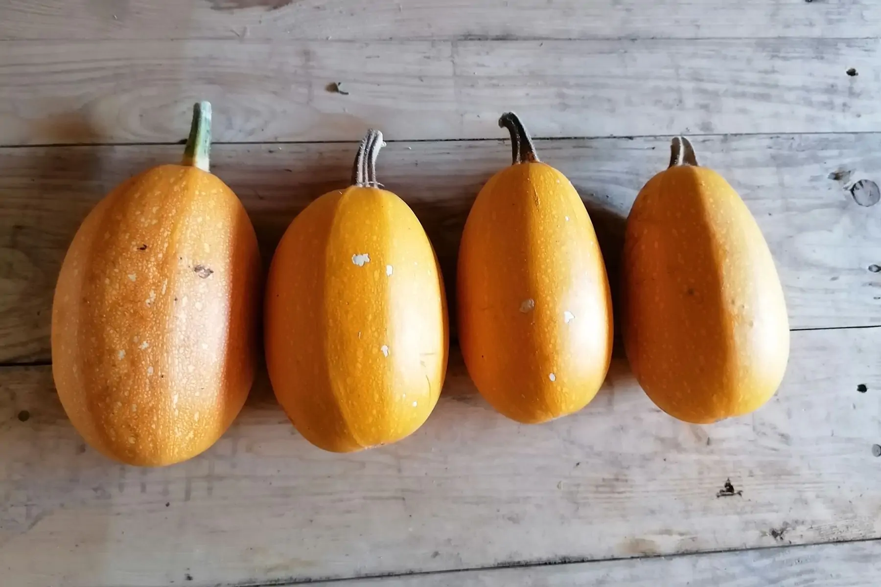 courge spaghetti orange