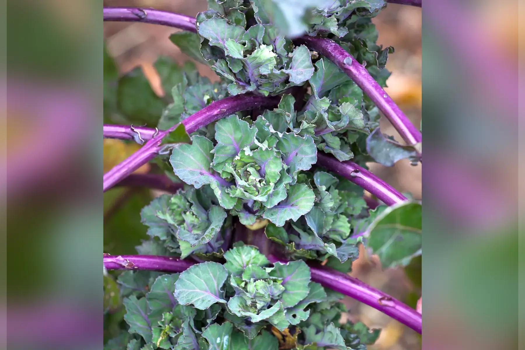 Kalettes autumn star