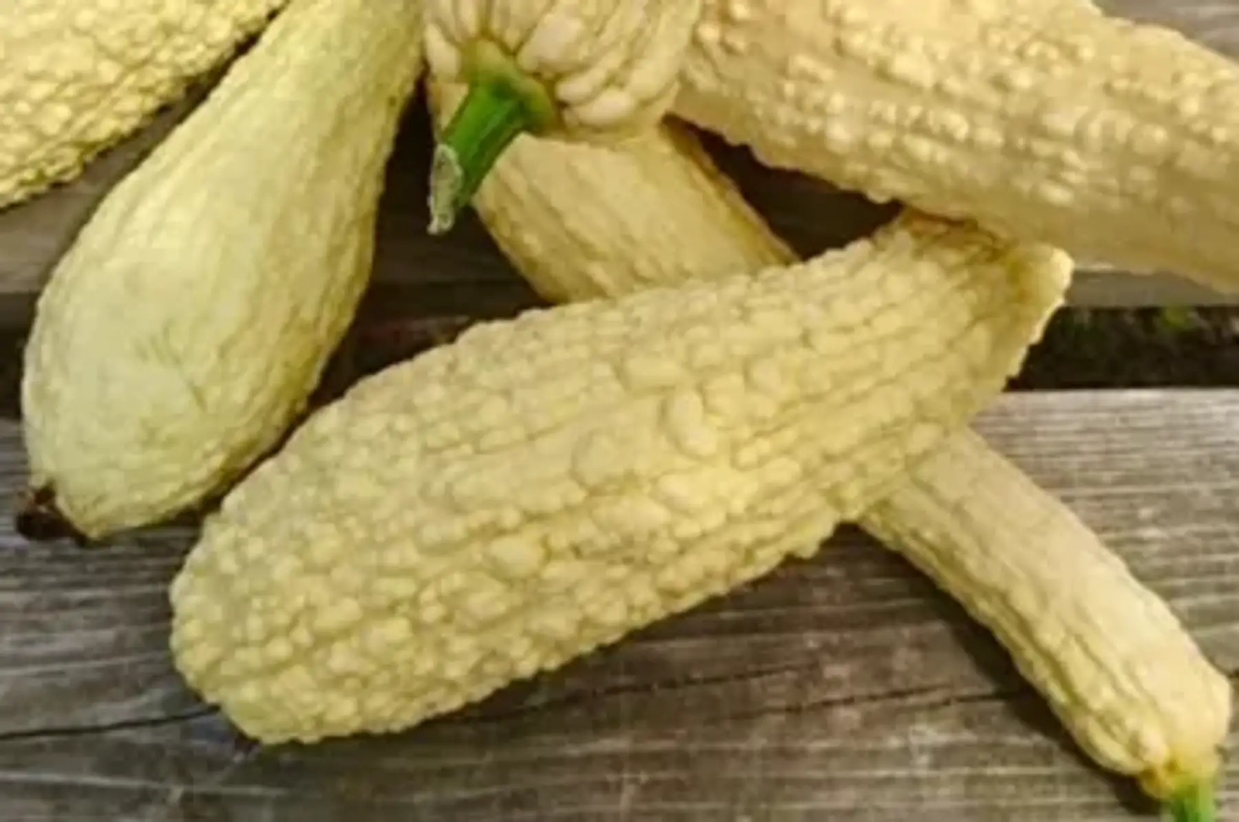 Jeune courgette pop corn (goût de fond d'artichaut)