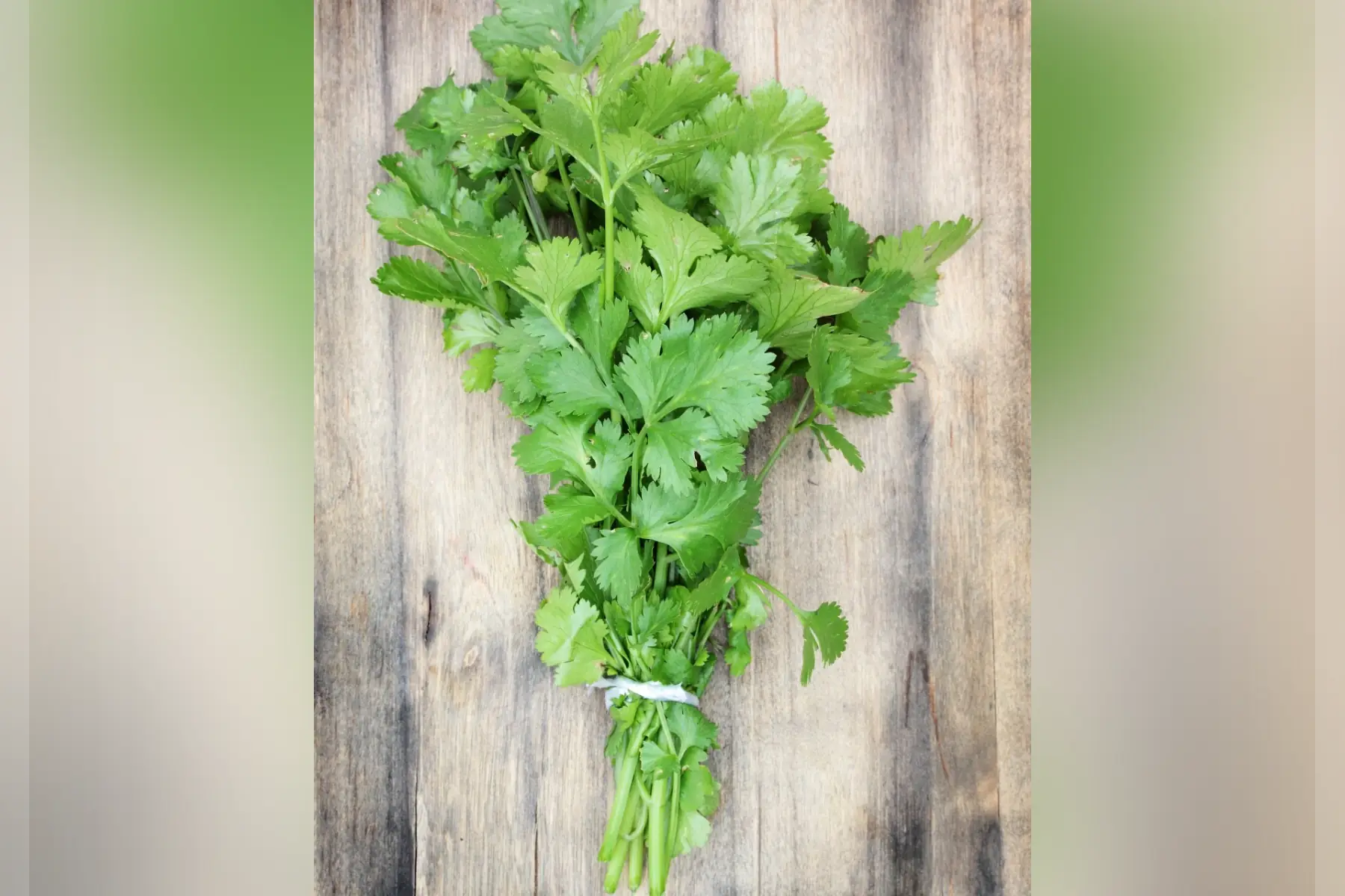 Coriandre