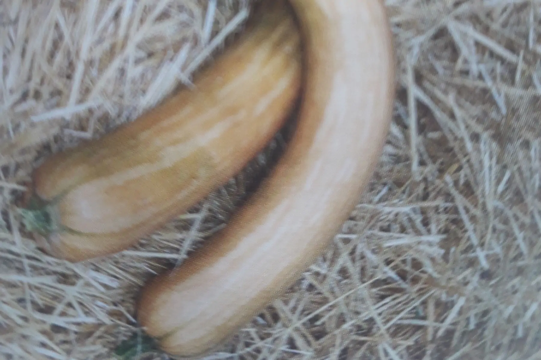 courge longue de nice