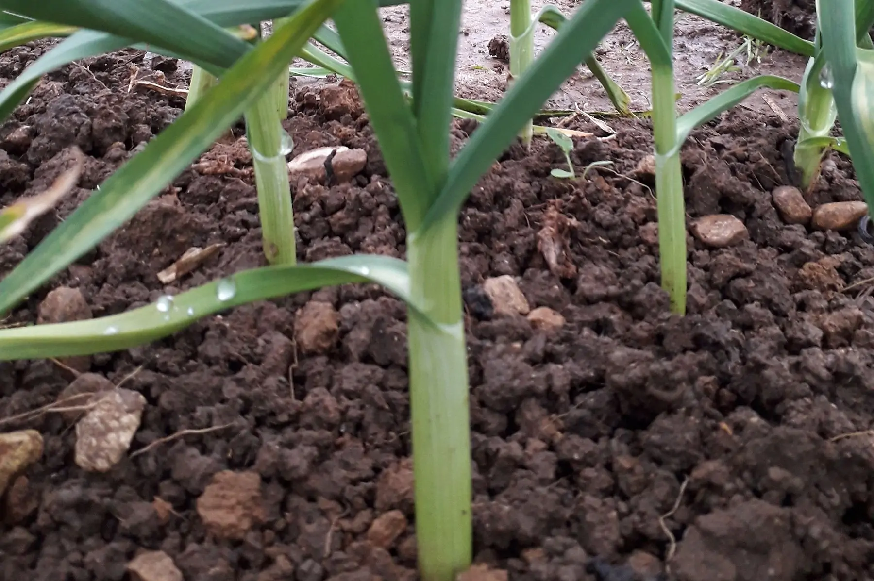 aillet (ail en vert frais)