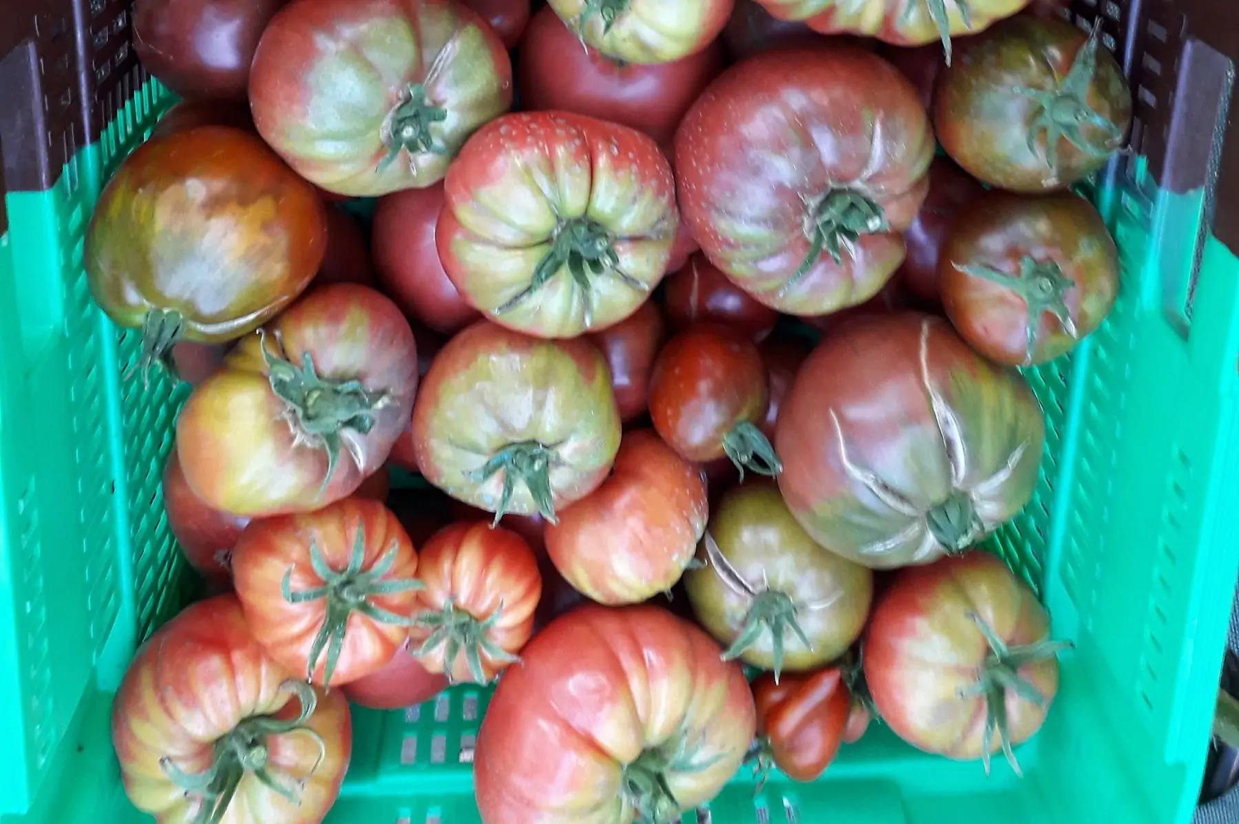 lot tomates anciennes