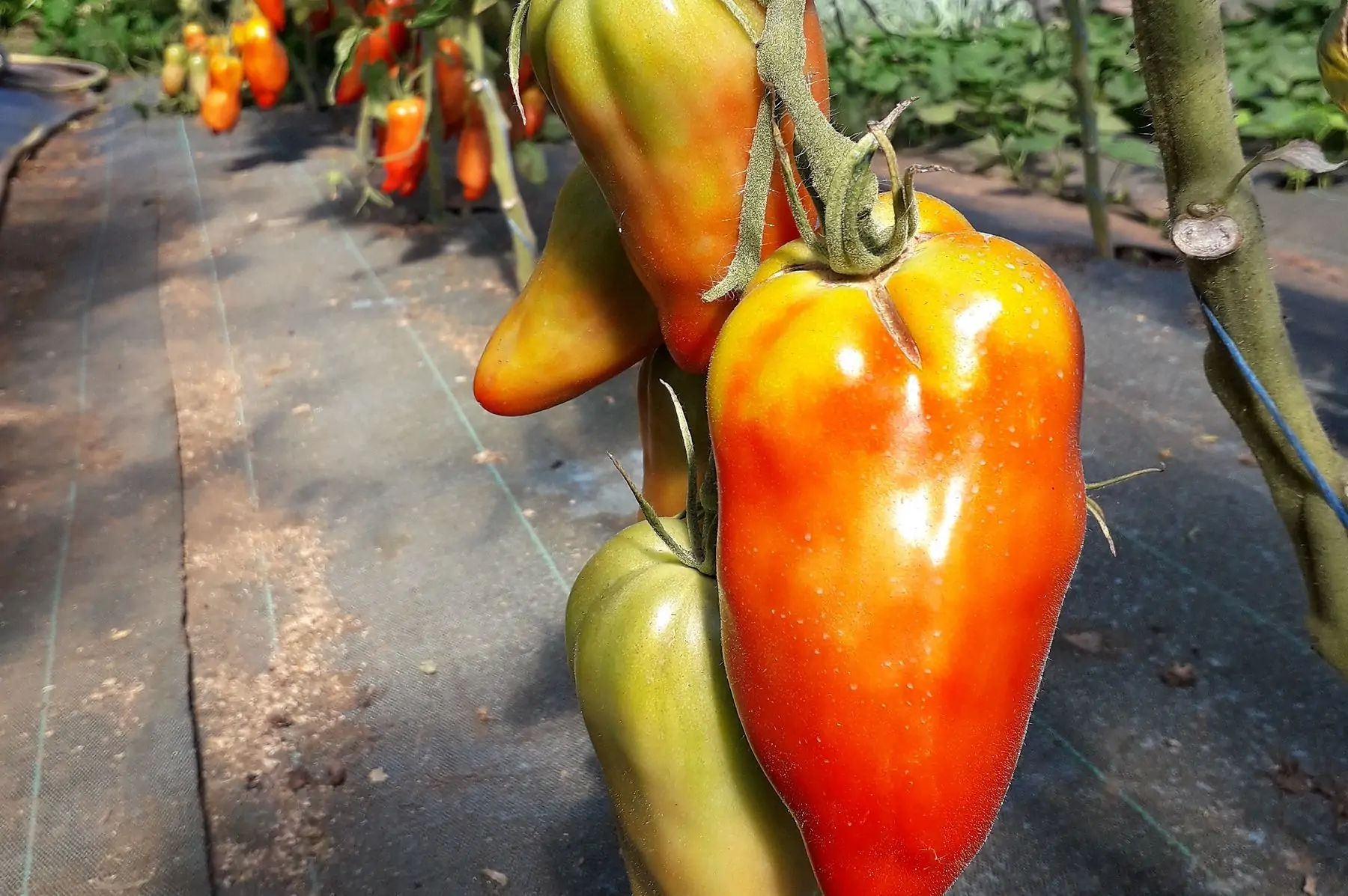tomate ancienne en mélange