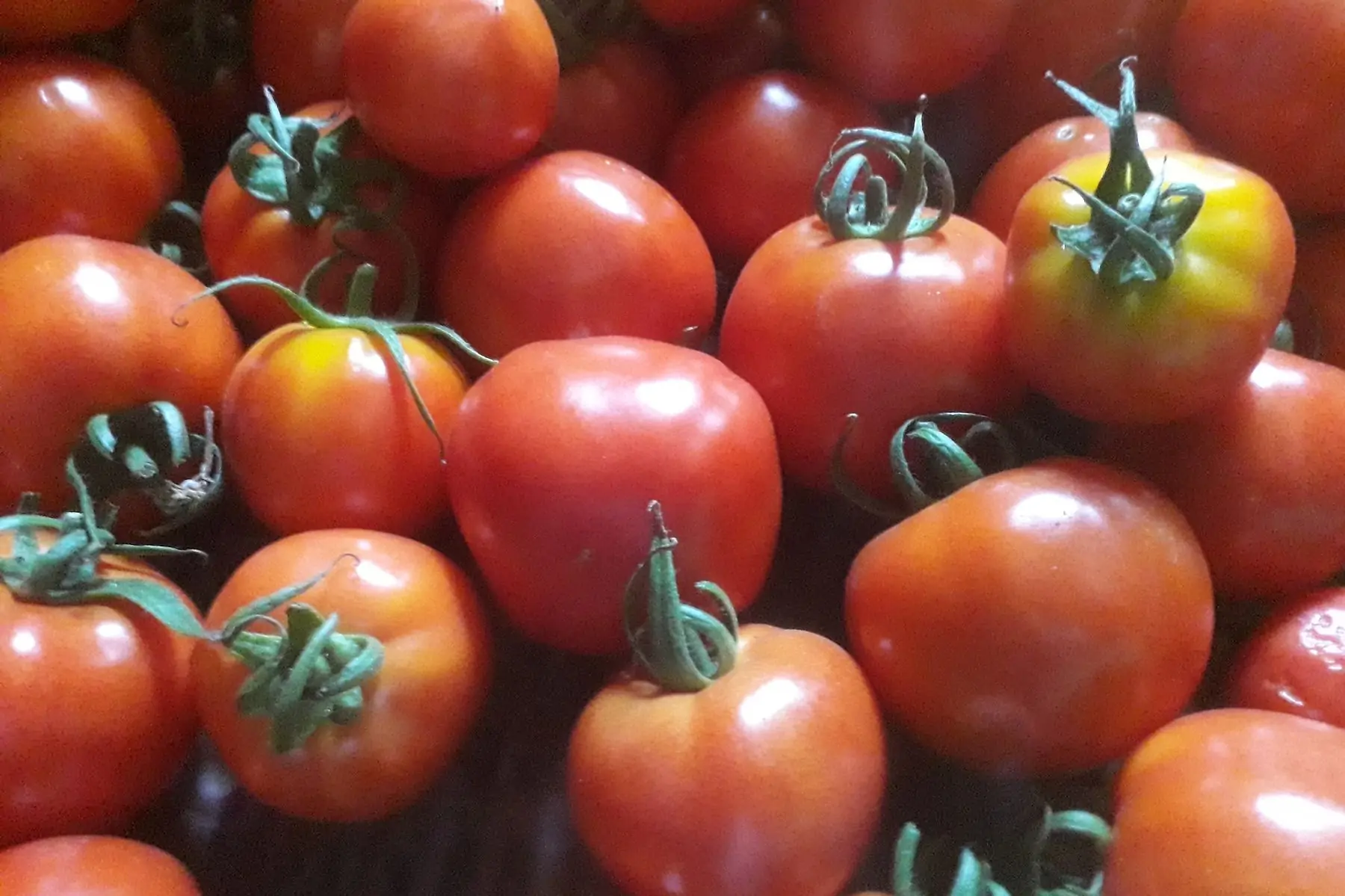tomates rondes rouges