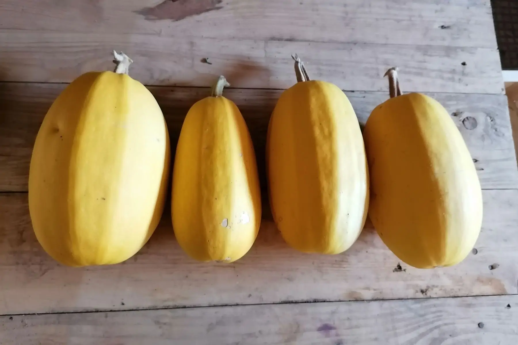 courge spaghetti jaune