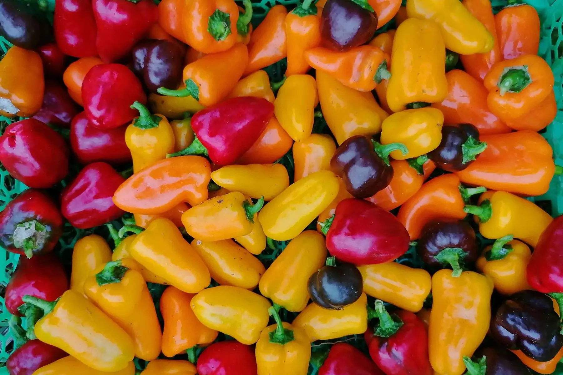 mini poivron couleurs