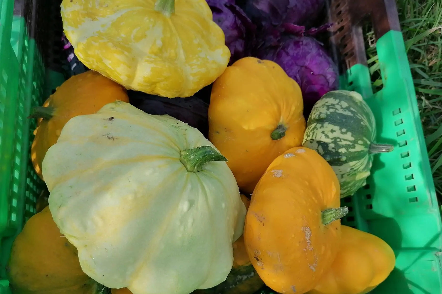 Jeune courgette pâtisson