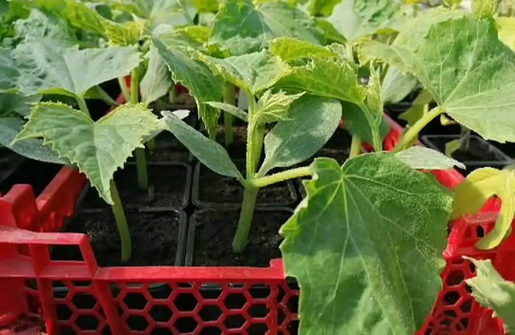 plant de concombre (précommande et retrait s18 ou 19 selon si gel annoncé)