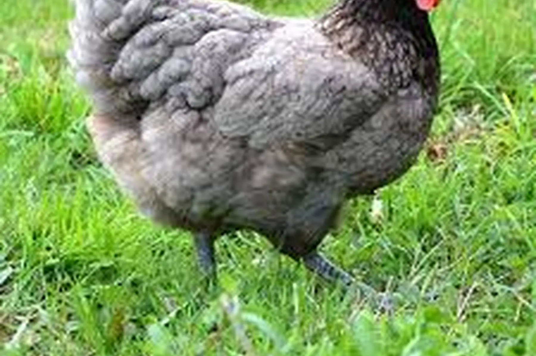 poules pondeuse bleu des landes