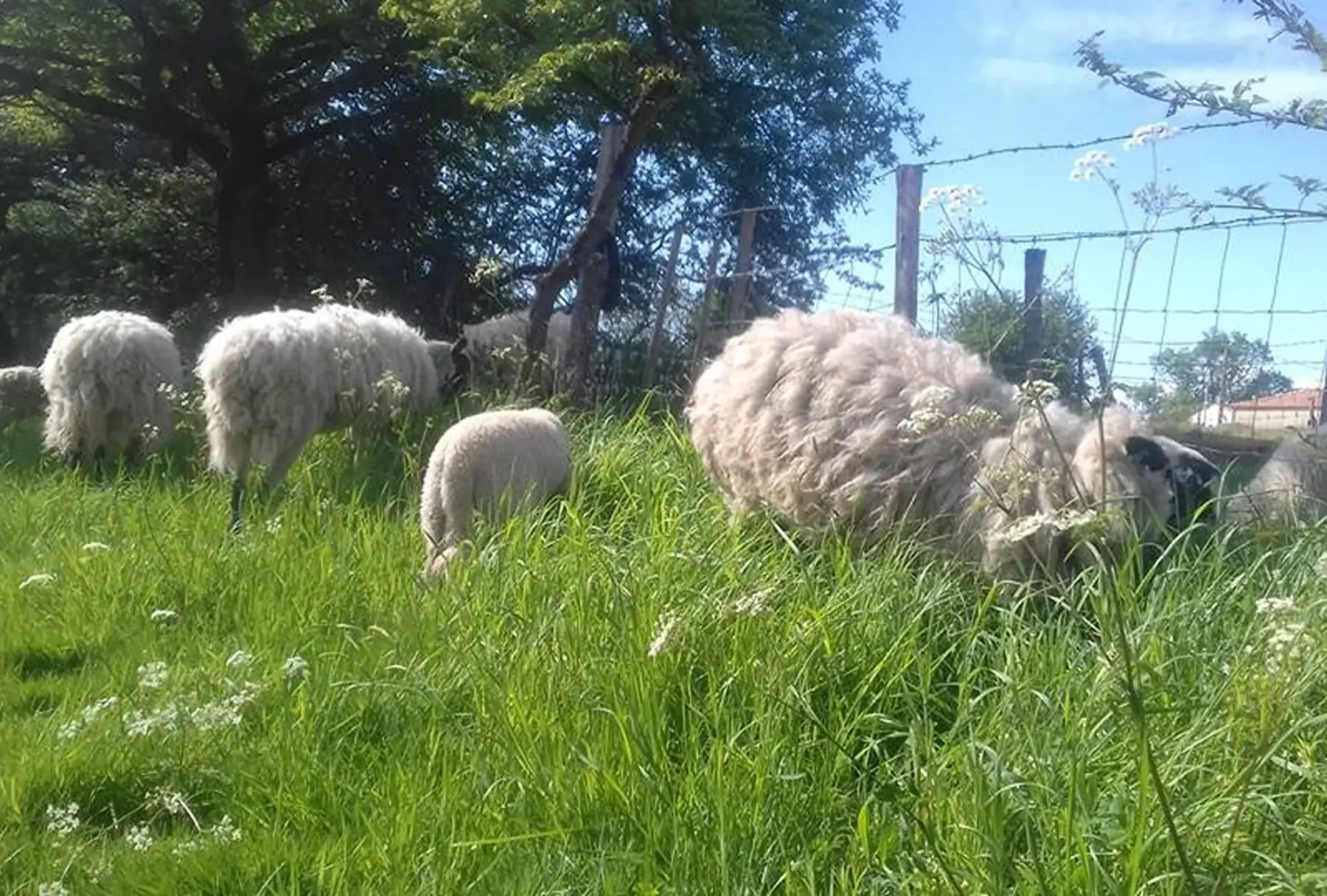 SCEA La bergerie de flo