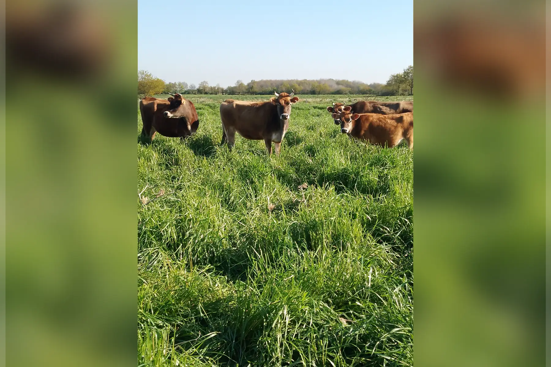 SCEA La bergerie de flo