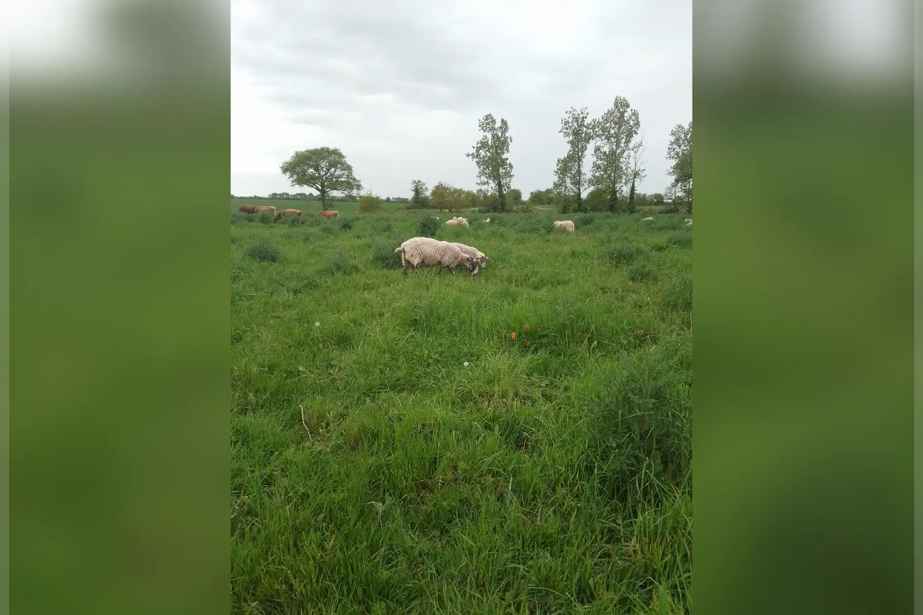 SCEA La bergerie de flo