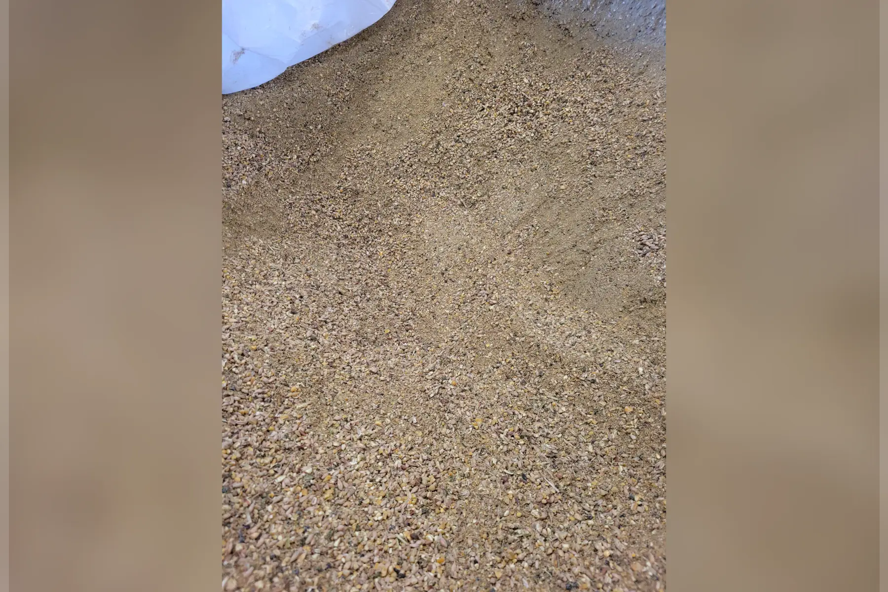 alimentation pour poules pondeuse