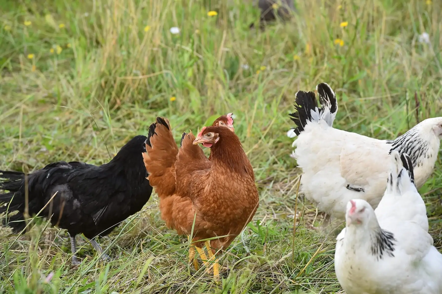 Poule pondeuse rousse