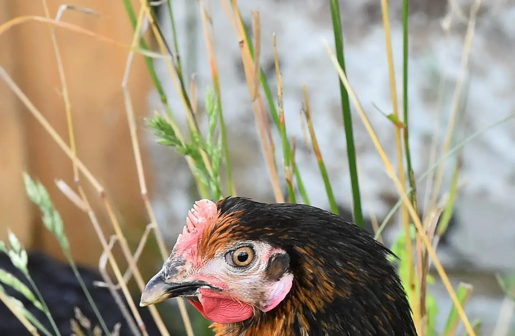 poules pondeuse noirans