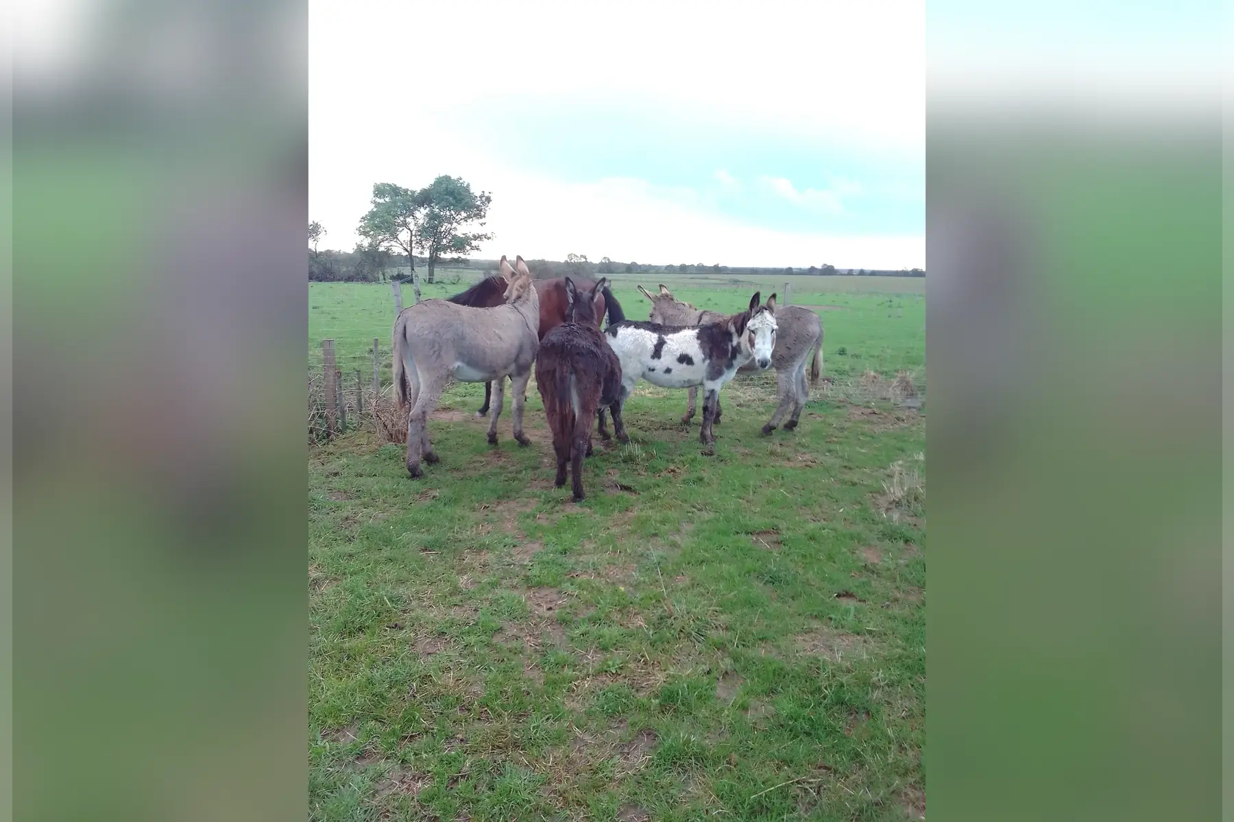 SCEA La bergerie de flo