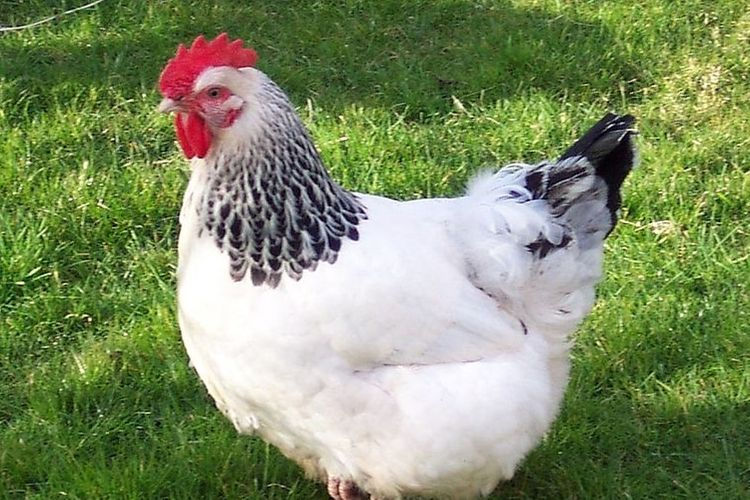poule pondeuse succex