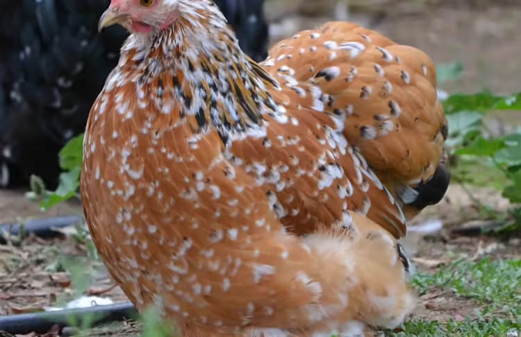 batham de pekin mille fleur