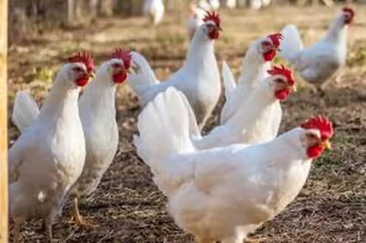 poule azur