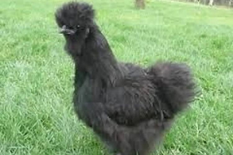 poule de soie blanc .noir.fauve