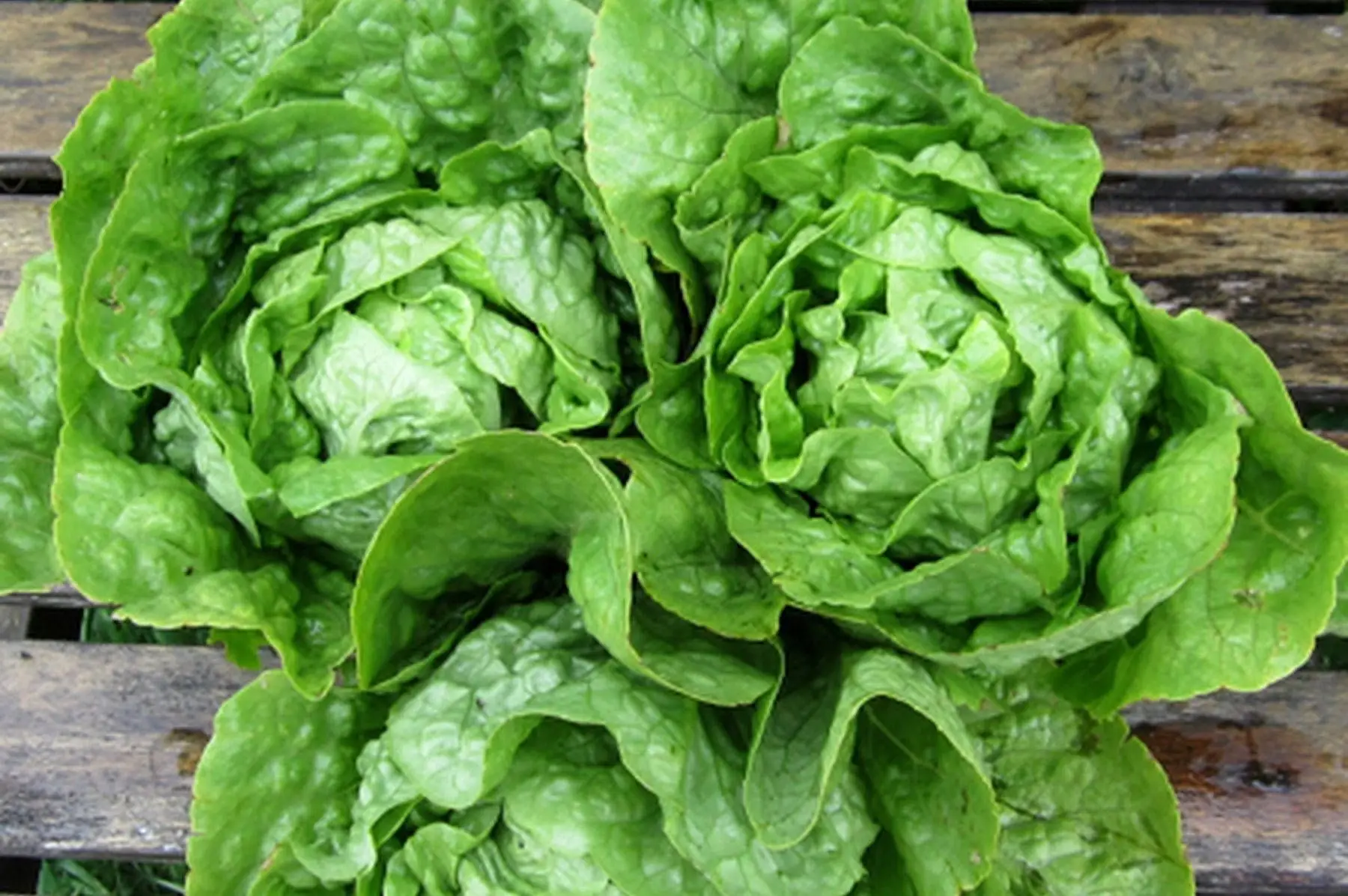 salade romaine