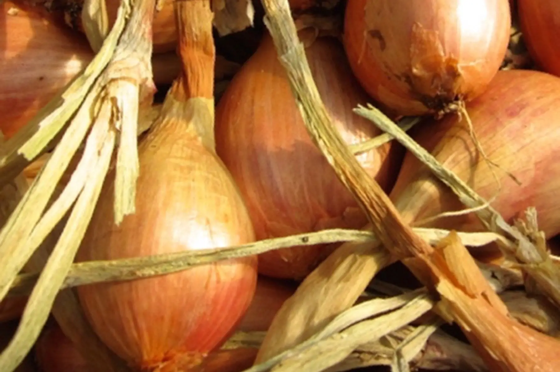 échalotes