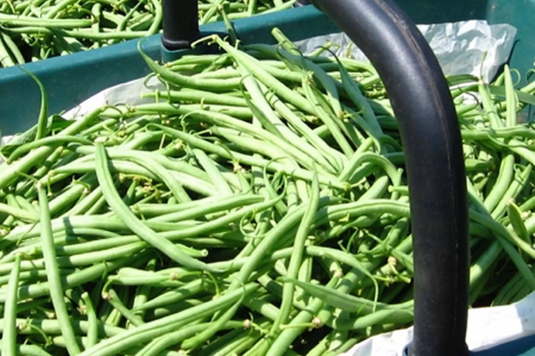 lot de 3 kg de haricots