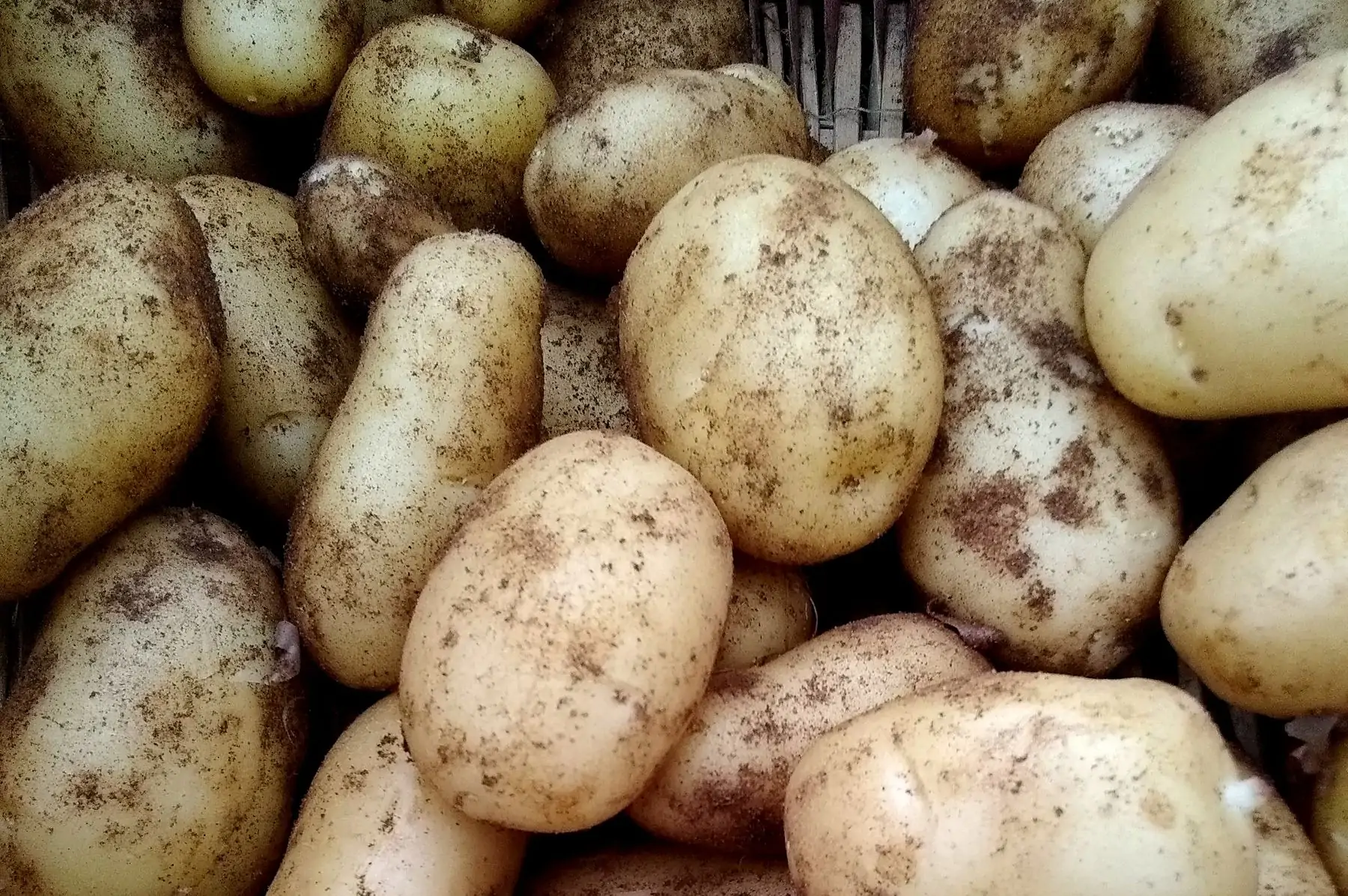 pommes de terre primeur