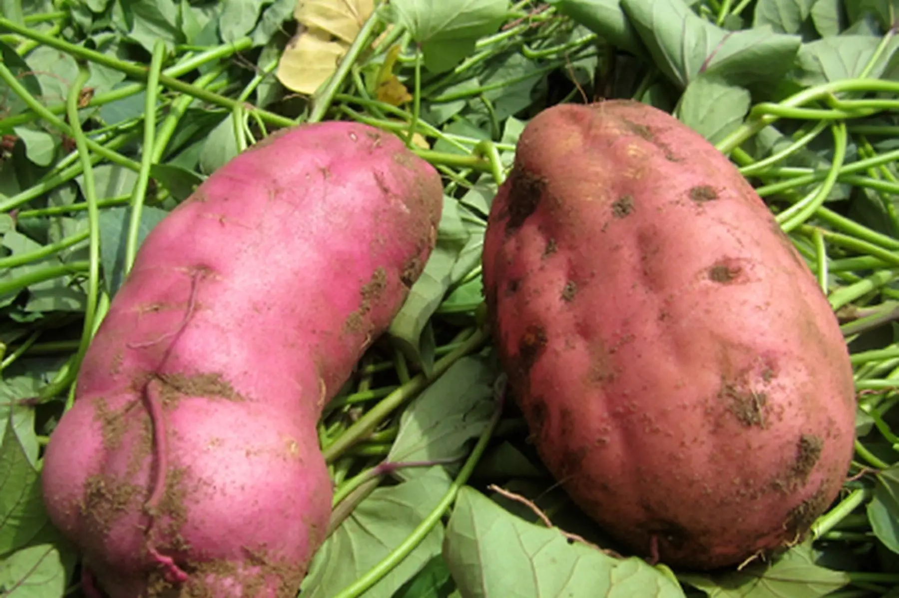 lot de 3 kg de patates douces