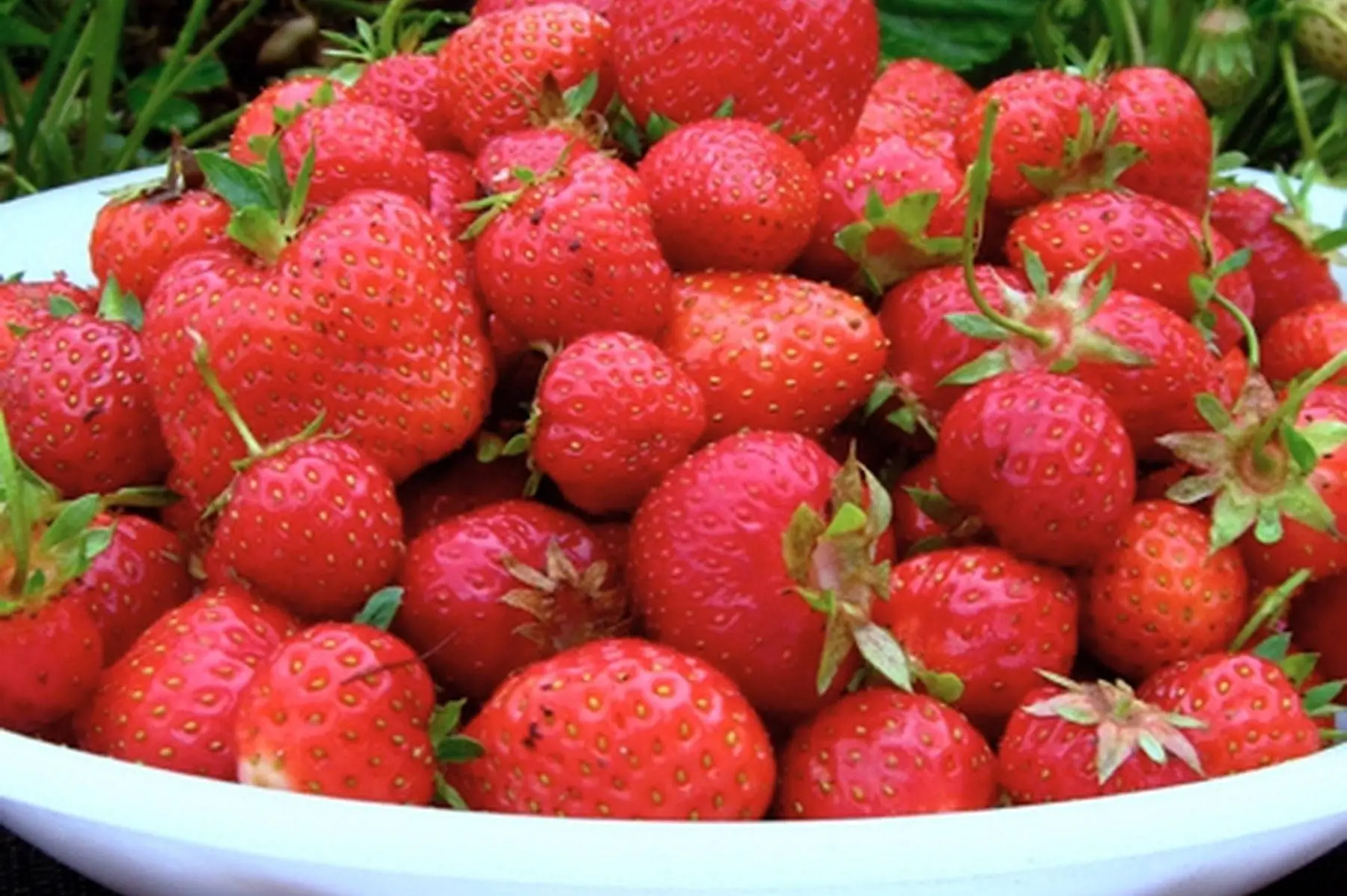 lot de 3 barquettes de fraises