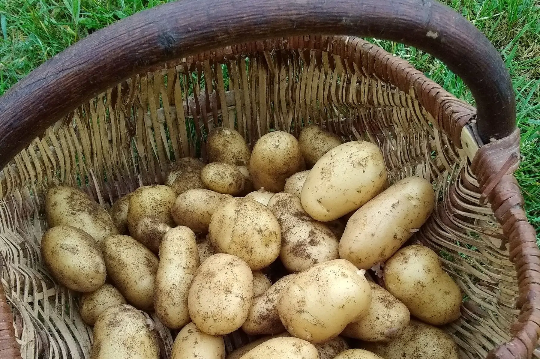 pommes de terre d'été