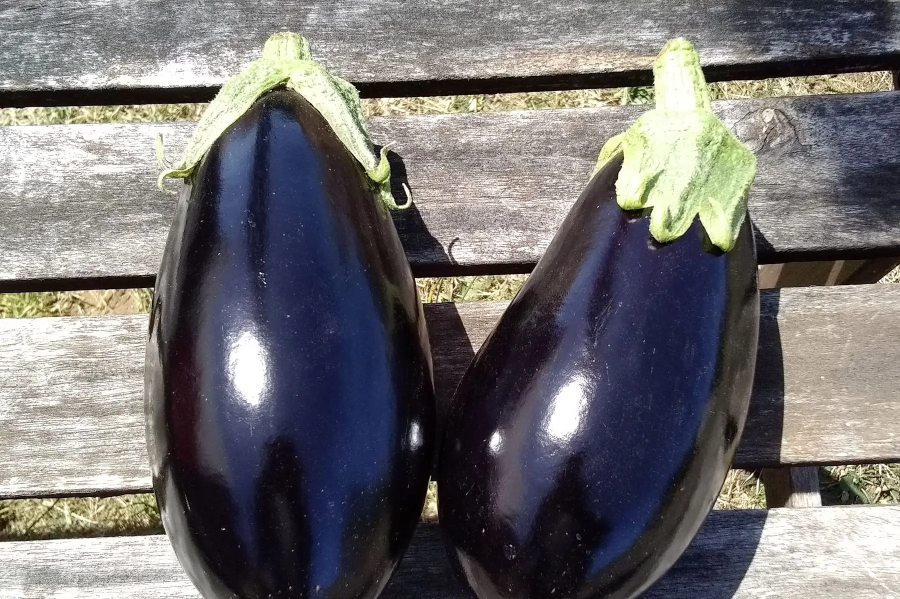 aubergines