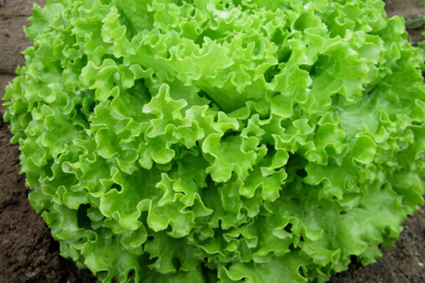 salade batavia verte