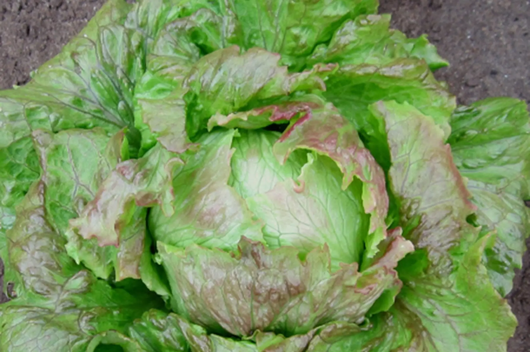 La ferme du hanneton