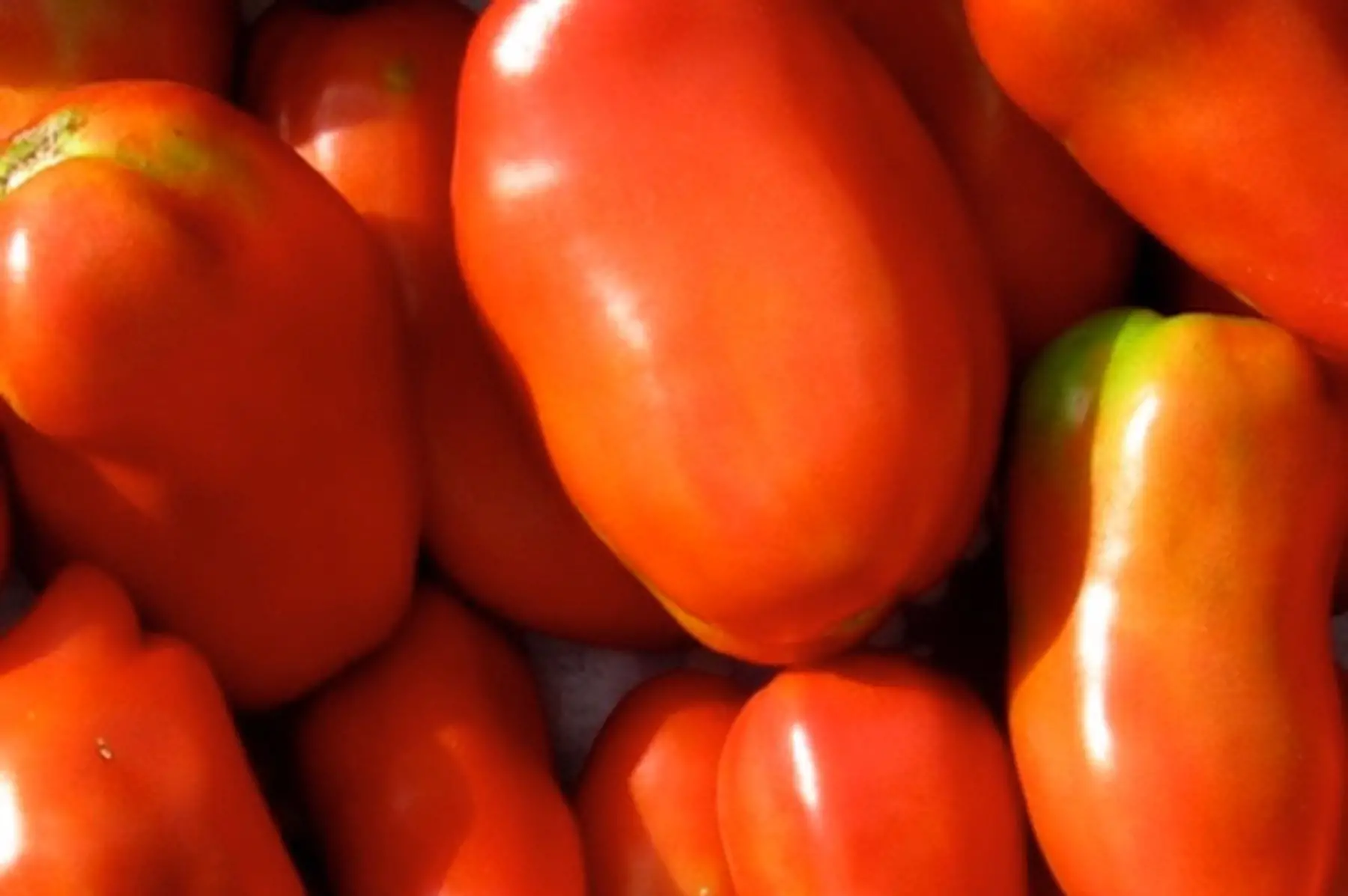 tomate ancienne cornue des andes