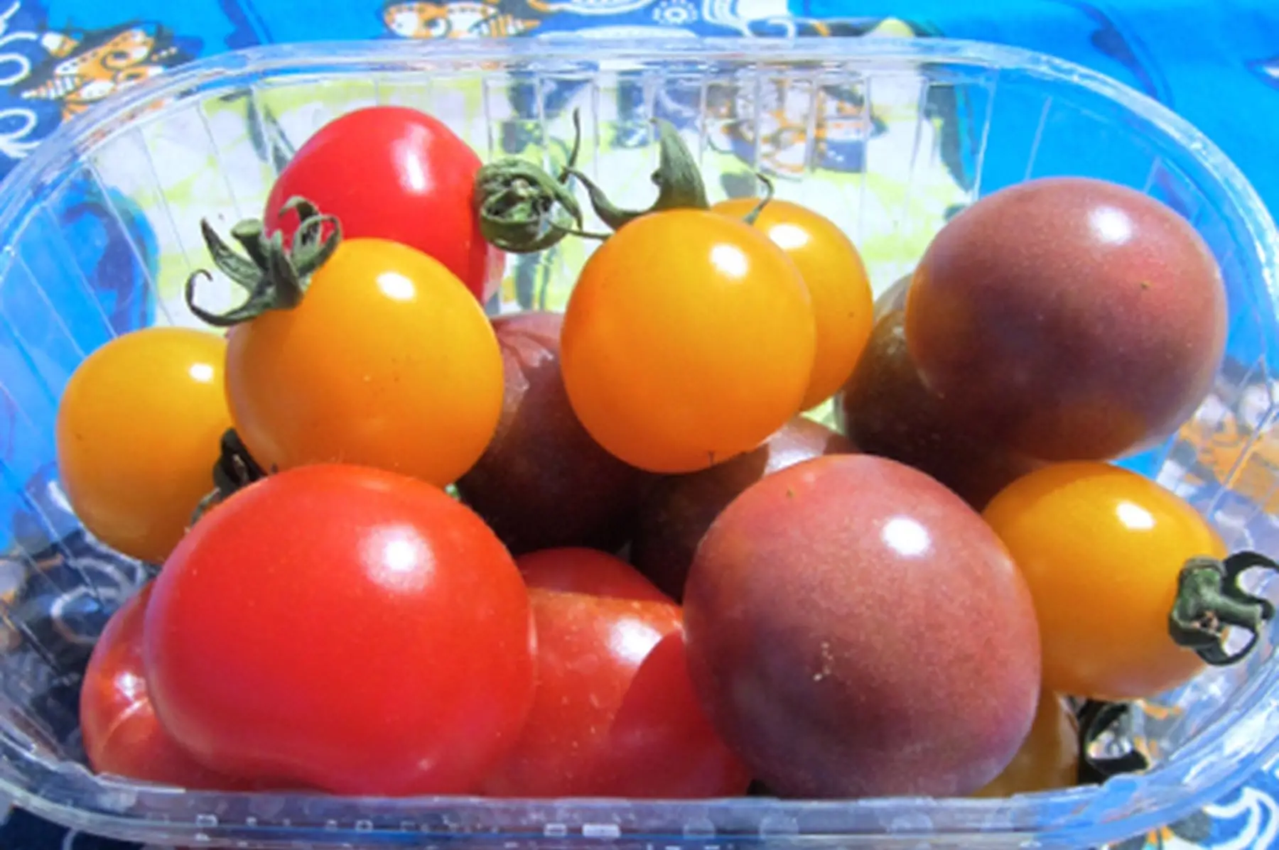 lot de 3 barquettes de tomates cerises