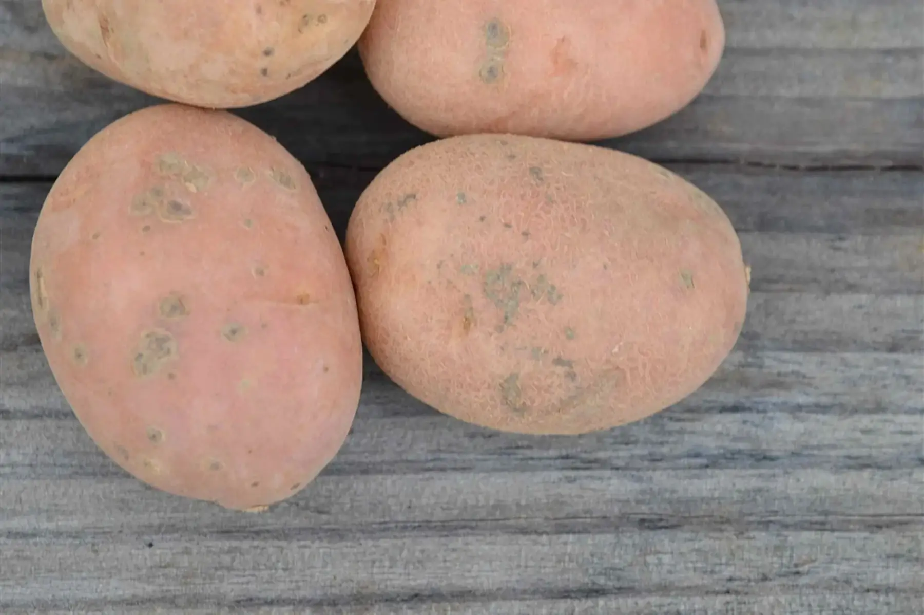 Pommes de terre DESIREE