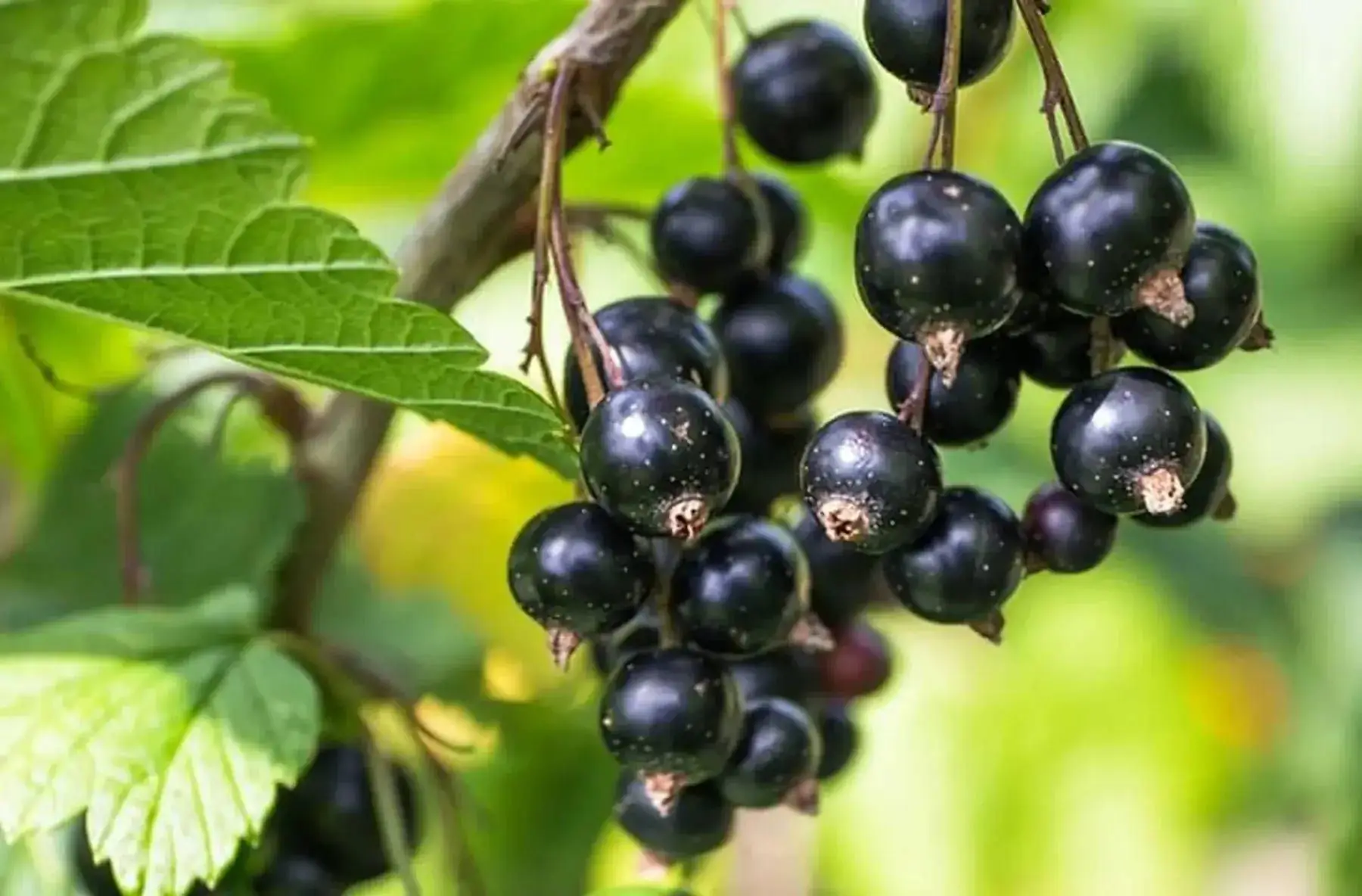 jus de pomme cassis les vergers du bel air