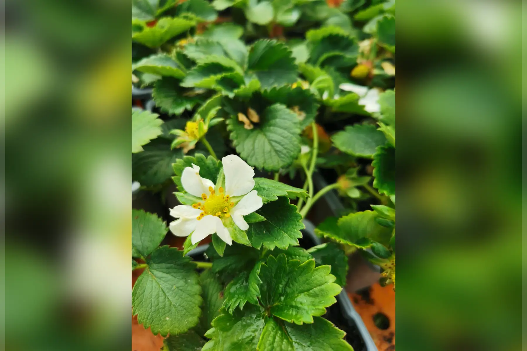 1 plant de fraisier cléry